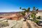 View of tree near Canyonlands National Park, USA