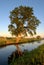 View of a tree reflected in the water surface of the irrigation canal in the morning sun.