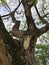 View of tree's trunks at the public recreation park in Taman Wetland Putrajaya. Environmental and nature concept