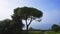 View on the tree and sea from the hill in small coast city Rovinj, Croatia