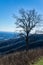 View a Tree and valley from Cahas Mountain Overlook