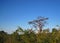 VIEW OF TREE AND VEGETATION IN THE LATE AFTERNOON SUN IN AFRICAN WILDERNESS