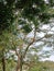 View of trees in fields from below angle in summer