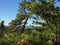 View through the trees of Foxwoods Casino in Connecticut