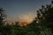 View of trees and greenery with sunray lights background