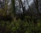 View through trees and hedgerow in winter with overcast sky