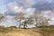 View on trees letting their last leaves go. These trees are in the area of the Waterleidingduinen