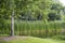 View of trees, pond, plants at Vondelpark