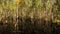 View of Trees Reflection in Pond Large Trees on Bank