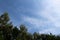 View on trees rising in the blue sky in crosswise