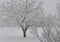 View of trees and shrubs covered in frosty snow during a winter snow storm