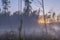 View of trees and snags in foggy marsh at sunset