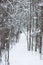 View of trees in the snowy forest in wintertime