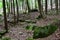 View of trees thin barks in the Cook forest state park