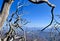 View and trees at the Wayah Bald Fire Tower