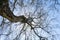 View in the treetop of a bare old birch tree