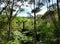 View through the treetops of native bushland