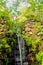 view of tropical Madeira Monte Palace garden in Funchal in its japanese part during february with its natural beauty