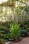 View of tropical swamp plants collection in greenhouse/glasshouse. Sun light