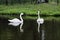 A view of a Trumpeter Swan