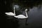 A view of a Trumpeter Swan