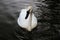 A view of a Trumpeter Swan
