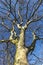 View of the trunk of a sun-lit thick bare birch tree with wide-spread bare branches, against a backdrop of a clear blue sky