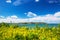 View of Tsunoshima with goldenrod flowers in Shimonoseki, Yamaguchi, Japan