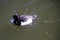 A view of a Tufted Duck on the water