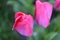 View of the tulips garden