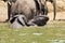 View of two African bush elephants swimming in the water under the sunlight