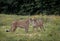 View of two African cheetahs licking each other in the wild meadow before the trees