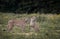 View of two African Cheetahs sitting and roaring in the wild meadow