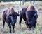 View of two bisons walking in field