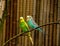 View of two colorful budgies sitting on a branch, Melopsittacus undulatus
