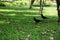 View of two crows over a green grass field with brown leaves