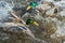 A view of two Mallard ducks fighting each other.