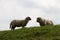 View on two sheeps looking on each other on the grass area in rhede ems emsland germany