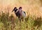 View of two standing Marabu birds with a large beak. Safari Tsavo Park in Kenya - Africa