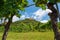 View between two vines to the ruins of the castle in Staufen im Breisgau