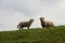 View on two white sheeps standing on a grass area in rhede emsland germany