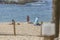 View of two women, alone on the beach, enjoying sunbathing