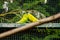 View of two yellow green budgies sitting opposite each other, Melopsittacus undulatus