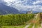 View of the typical apple orchards of Val Venosta with the Maria Lourdes church in the background, Laas, South Tyrol, Italy