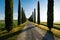 View of typical road in Tuscany, lined with cypress trees