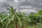 View with typical tropical landscape, baobab banana trees and other types of vegetation, cloudy sky as background