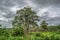 View with typical tropical landscape, baobab and other trees and other types of vegetation, power lines and cloudy sky as