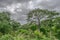 View with typical tropical landscape, baobab trees and other types of vegetation, cloudy sky as background