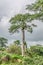 View with typical tropical landscape, baobab trees and other types of vegetation, cloudy sky as background