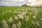 View of Ukrainian slagheap from feather grass field.